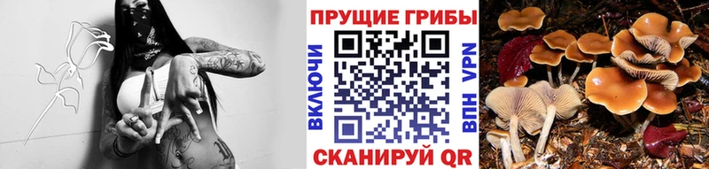 Псилоцибиновые грибы мицелий  Рыльск 